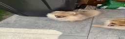 Pomeranian dogs for sale: Teddy face Pomeranians  - Advert 15