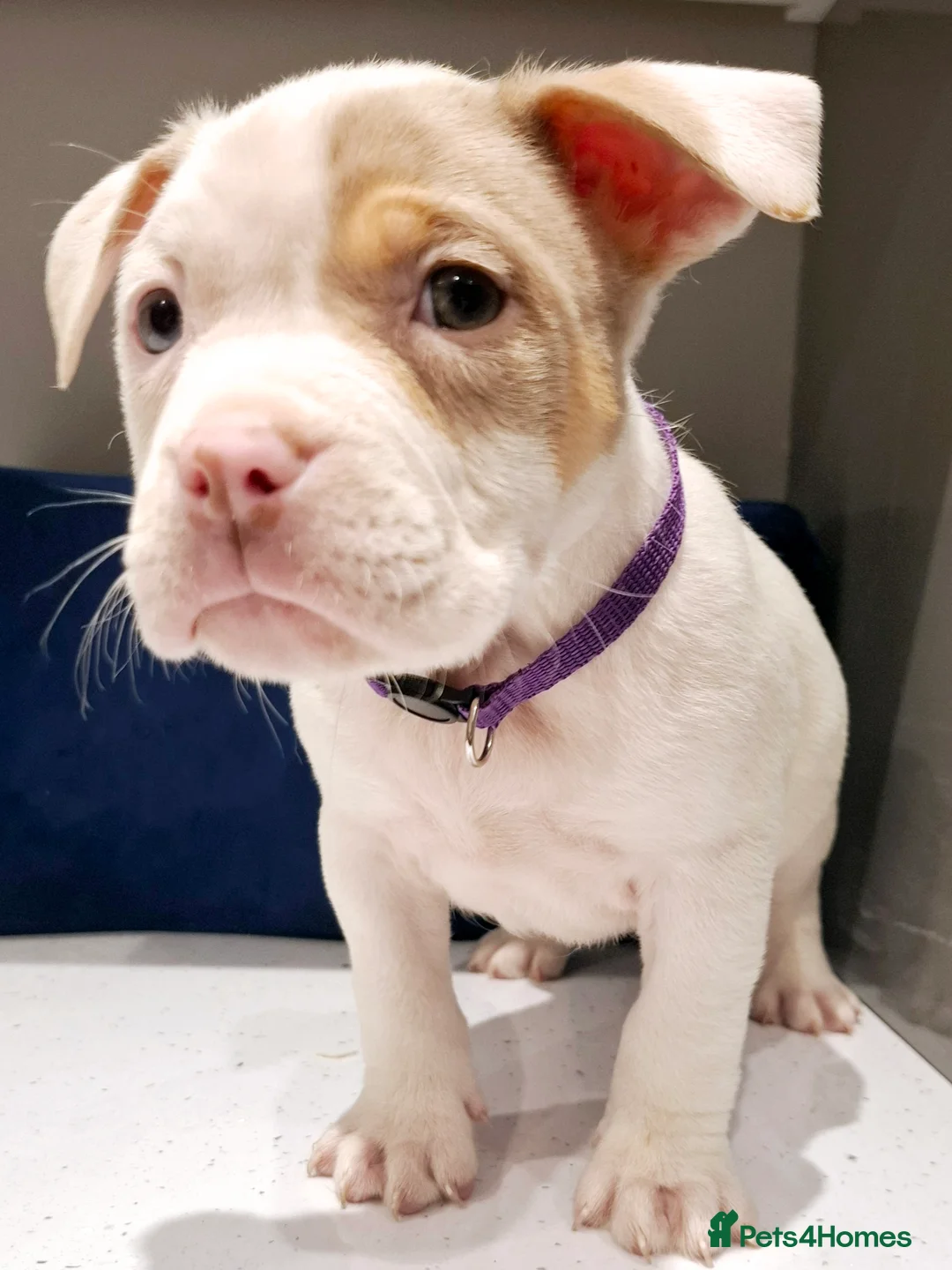 American Bully dogs for sale: American Bully Puppies  - Advert 4