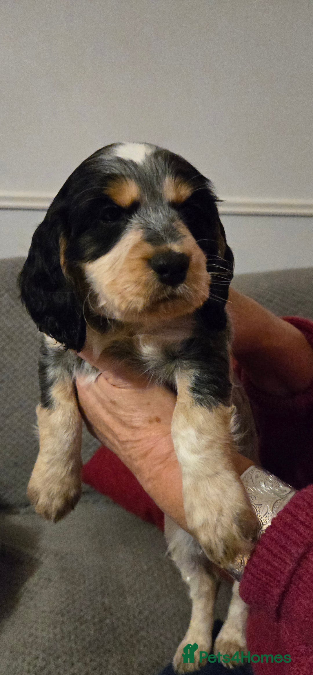 Cocker Spaniel dogs for sale: Show/Working Cocker spaniel puppies  - Advert 9