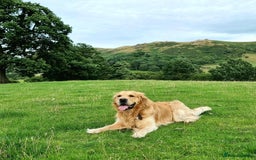 Golden Retriever dogs for stud: KCReg Well Proven Golden Stud, Health & DNA Tested in Wilmslow - Image 13