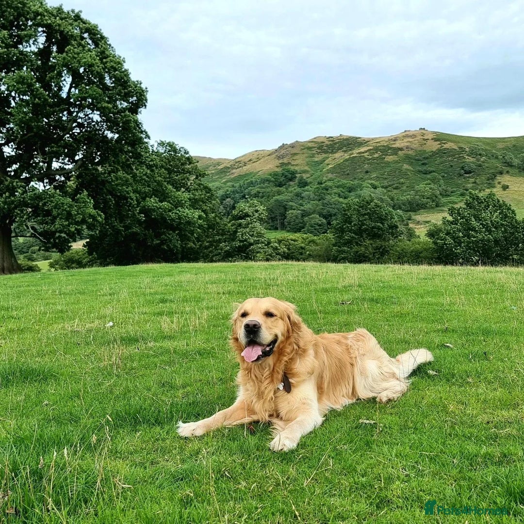 Golden Retriever dogs for stud: KCReg Well Proven Golden Stud, Health & DNA Tested in Wilmslow - Image 13