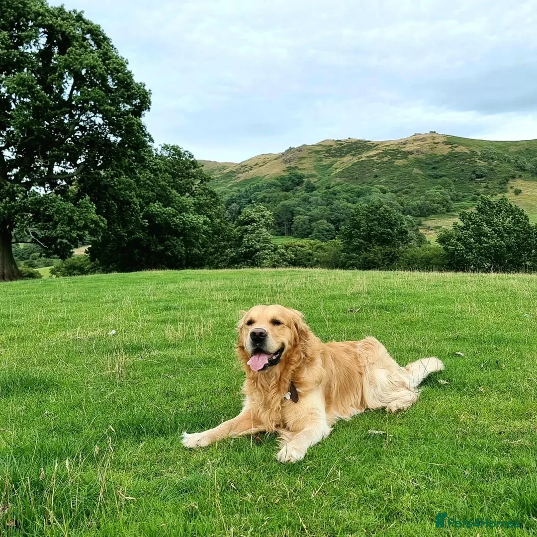 Golden Retriever dogs for stud: KCReg Well Proven Golden Stud, Health & DNA Tested in Wilmslow - Advert 13