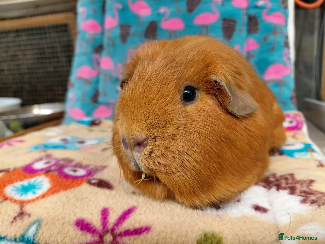 Guinea Pig rodents for sale: Young Adult Retired Sows DE Self Golden & Teddy  - Advert 6