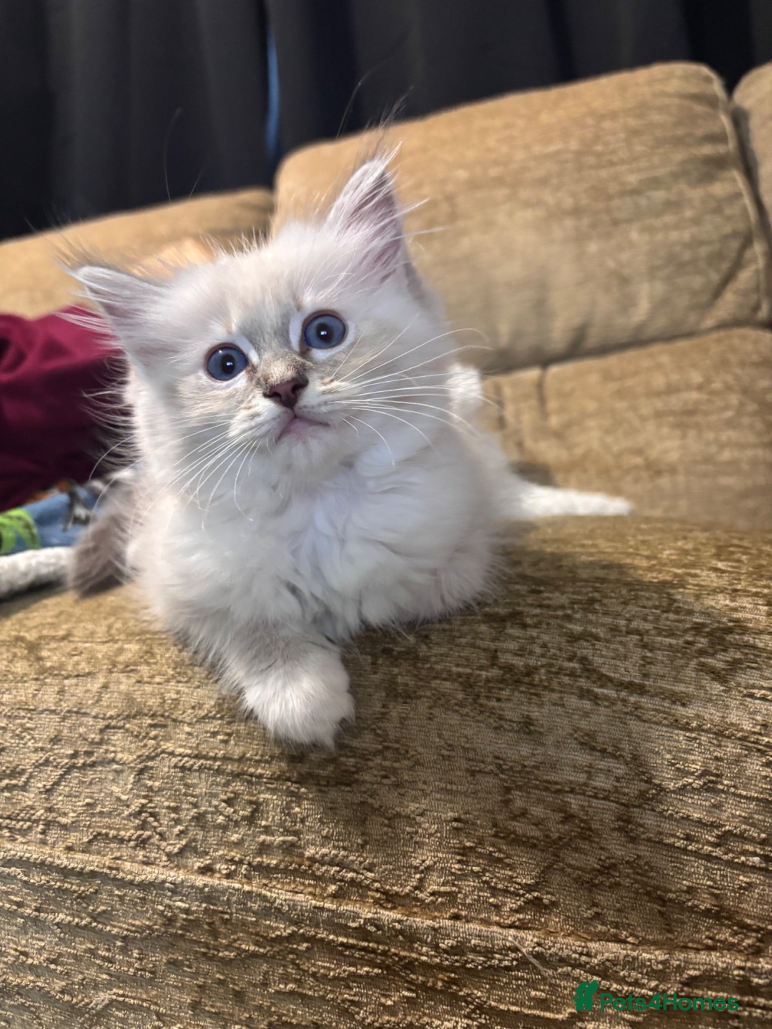 Ragdoll cats GCCF registered kittens - Advert 3