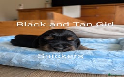 Cocker Spaniel dogs for sale: KC Show Cocker Spaniel pups  - Image 14