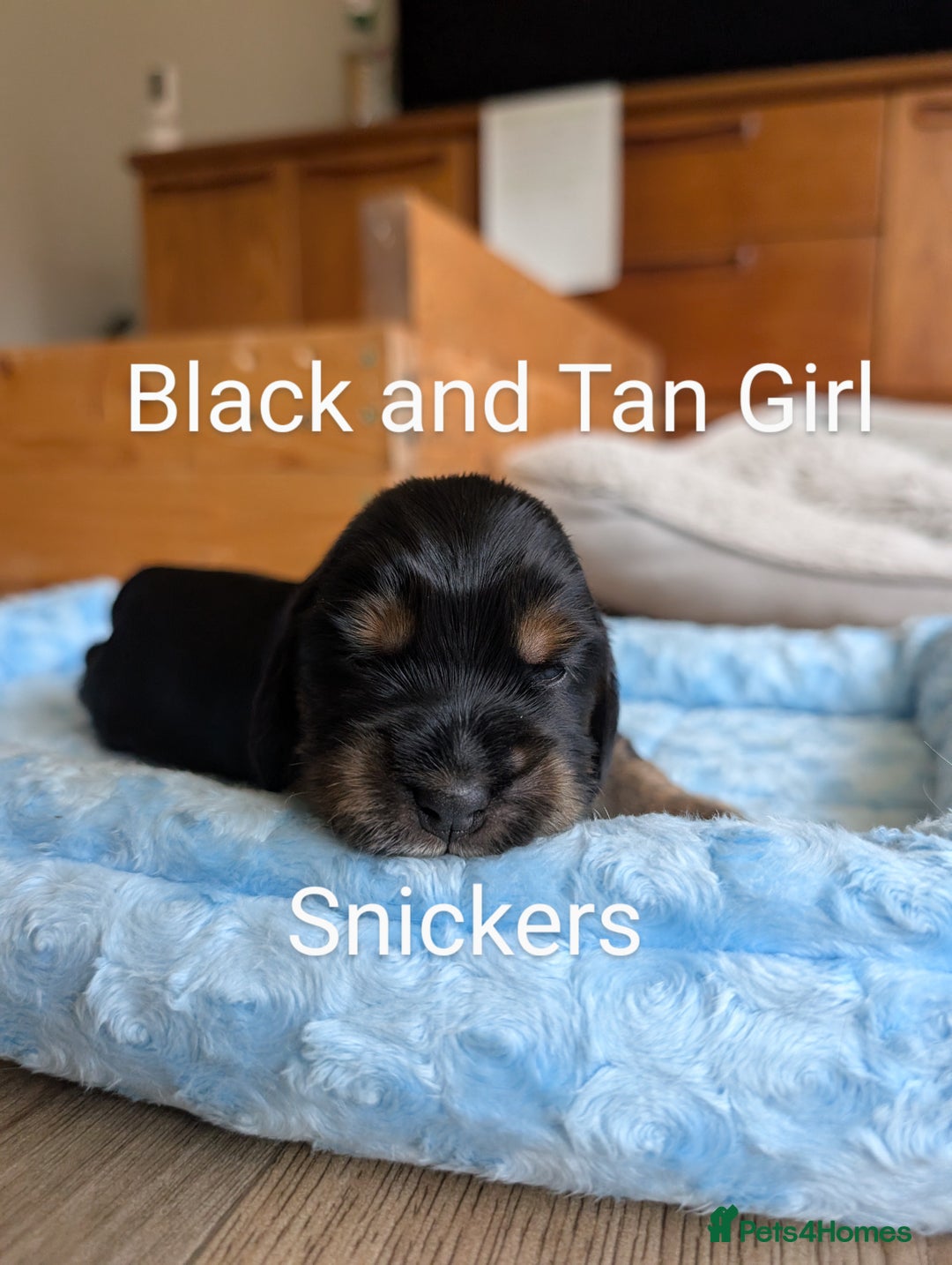 Cocker Spaniel dogs for sale: KC Show Cocker Spaniel pups  - Image 14
