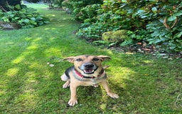 Mixed Breed dogs for adoption: Simba is looking for his forever home  - Image 4