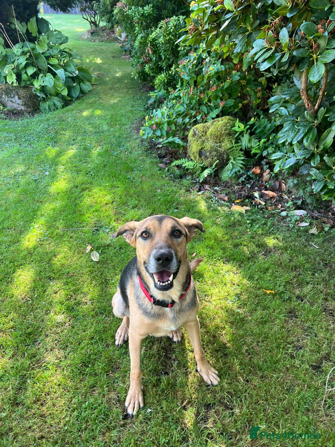 Mixed Breed dogs for adoption: Simba is looking for his forever home  - Image 4