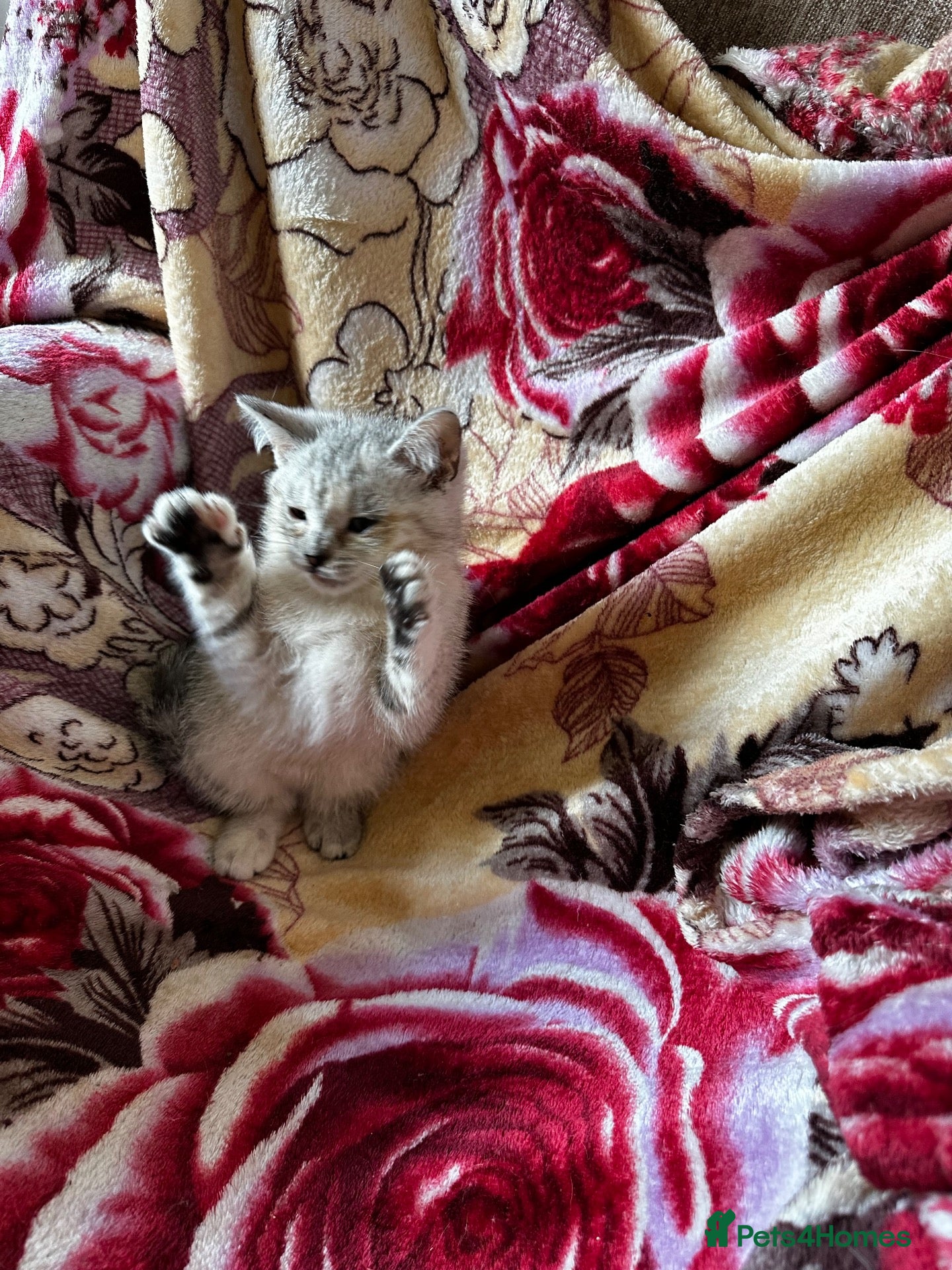 British Shorthair cats Chunky Silver and ginger BSH kittens  - Advert 1
