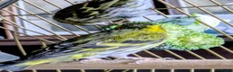 Finches birds for sale: Siskins ( pair) in Cowbridge - Advert 4
