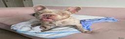 French Bulldog dogs for sale: Isabella Merle French Bulldog  - Advert 4