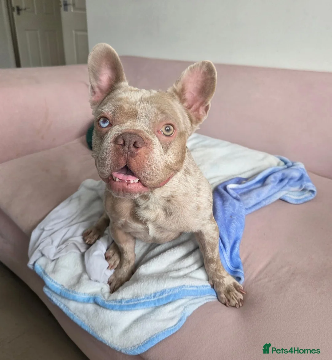 French Bulldog dogs for sale: Isabella Merle French Bulldog  - Advert 4