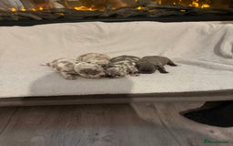 French Bulldog dogs for sale: Beautiful blue and lilac merle French bulldogs - Image 3