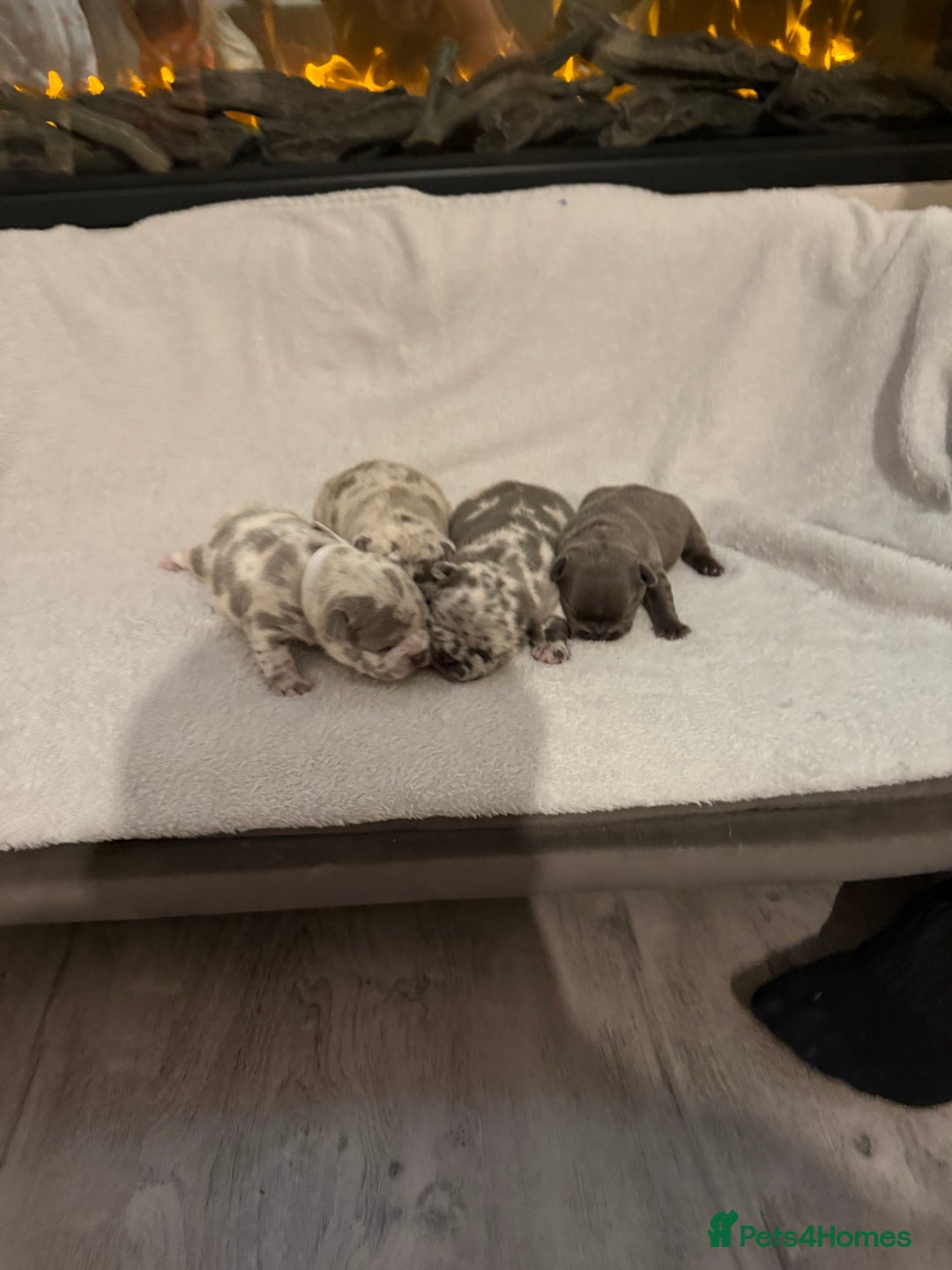 French Bulldog dogs for sale: Beautiful blue and lilac merle French bulldogs - Image 3