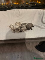 French Bulldog dogs - Advert 15