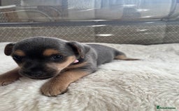 Jack Russell dogs for sale: Rare Jack Russell Puppies for sale - Image 8