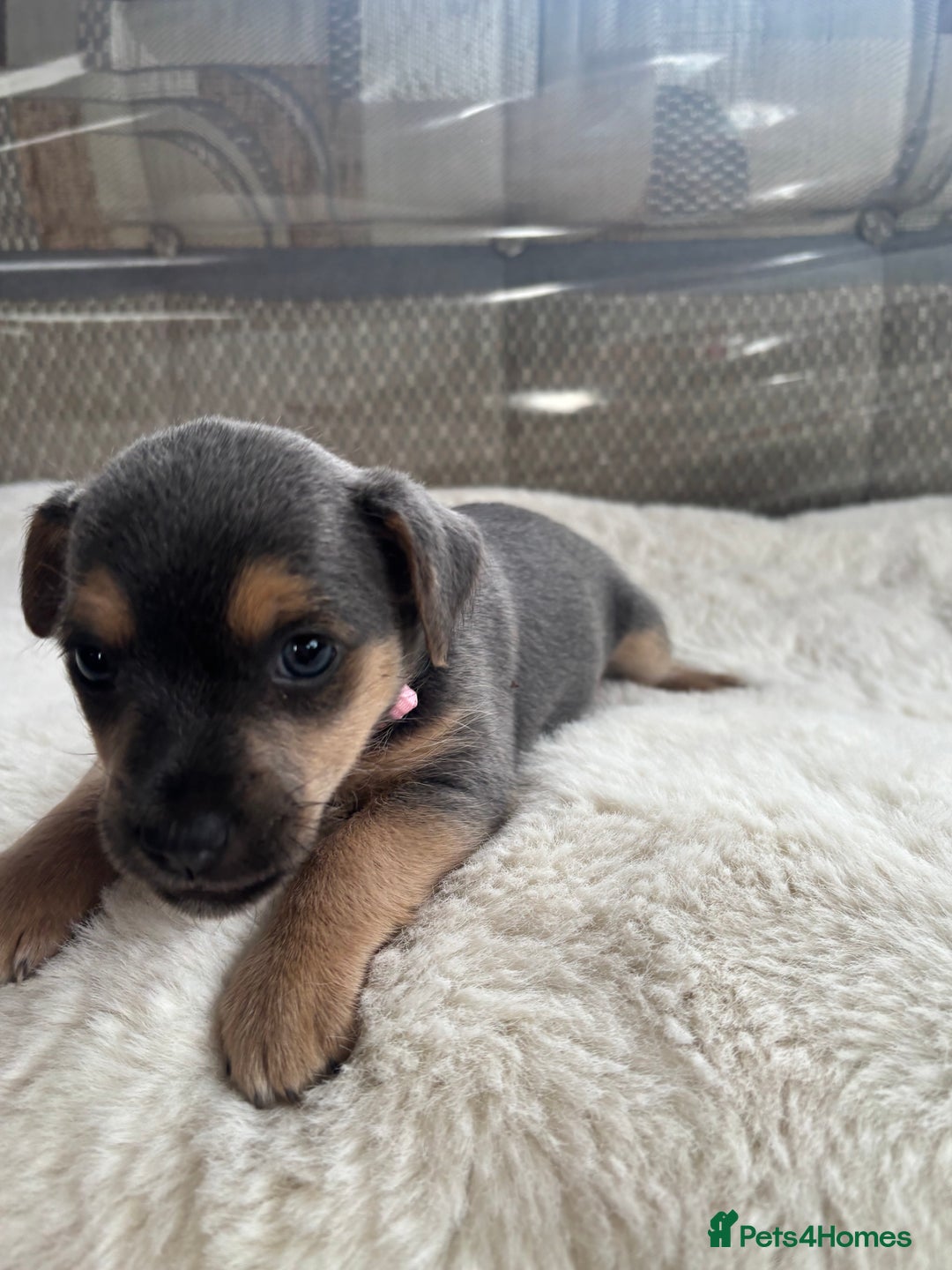 Jack Russell dogs for sale: Rare Jack Russell Puppies for sale - Image 8