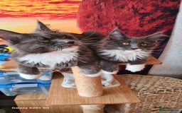 Maine Coon cats for sale: Main coons - Image 16