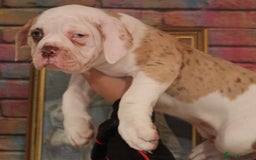 Alapaha Blue Blood Bulldog dogs for sale: SUPERB PICK OF LITTER FEMALE  - Image 3