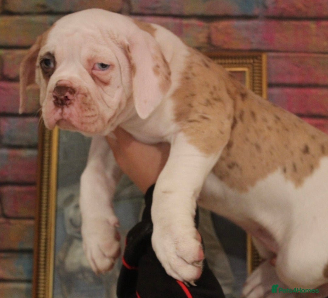 Alapaha Blue Blood Bulldog dogs for sale: SUPERB PICK OF LITTER FEMALE  - Image 3