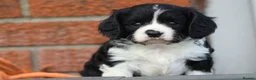 Cavachon dogs for sale: Beautiful Cavachon puppies for sale - Advert 9