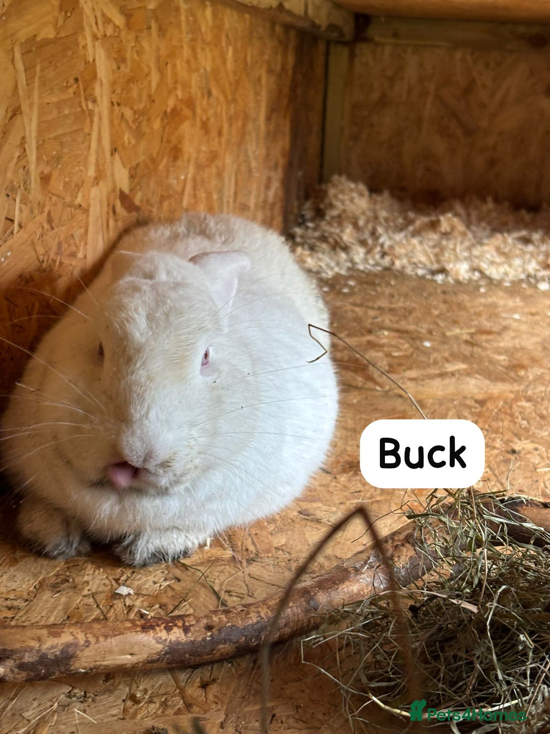 New Zealand rabbits for sale: Rabbits New Zealand white Breeding Pair, Adult - Advert 12