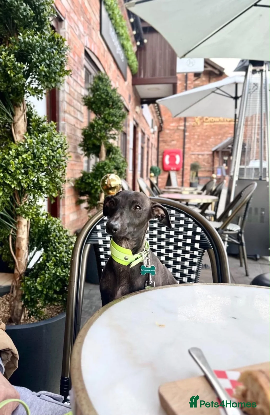 Italian Greyhound dogs for stud: Proven Italian Greyhound Available at Stud - Advert 1