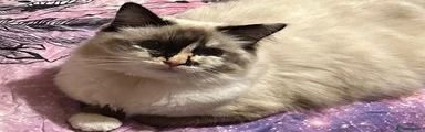 Ragdoll Kitten 2