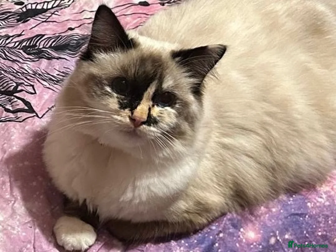 Ragdoll cats for sale: GCCF registered Ragdolls - Advert 2