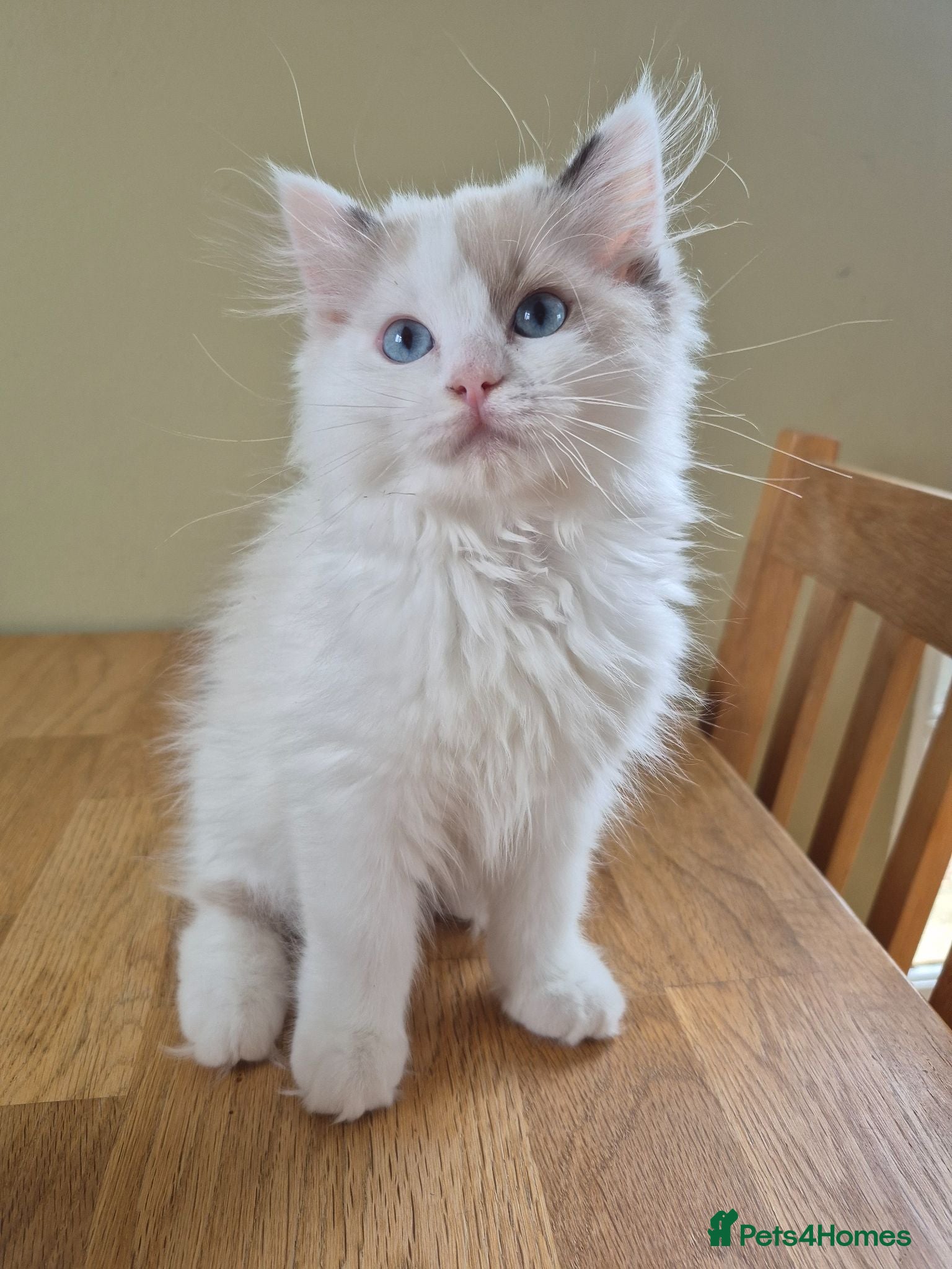 Ragdoll cats Ragdoll Kittens TICA Registered - Advert 14