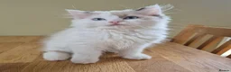 Ragdoll cats for sale: Ragdoll Kittens TICA Registered - Advert 1