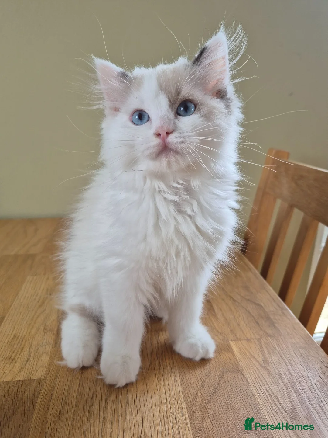 Ragdoll cats for sale: Ragdoll Kittens TICA Registered - Advert 1