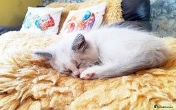 Ragdoll cats for sale: Maincoon ×Ragdoll (Ragcoon) kittens  - Image 22