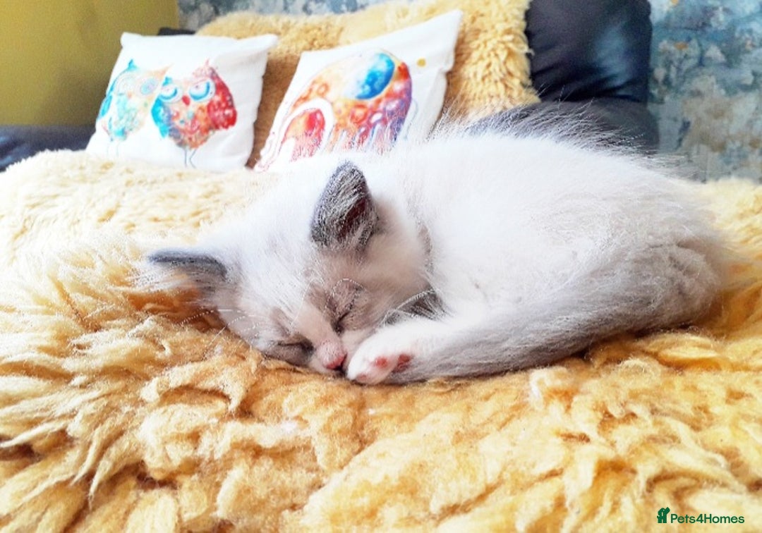 Ragdoll cats for sale: Maincoon ×Ragdoll (Ragcoon) kittens  - Image 22