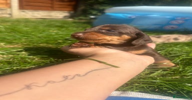 Miniature Dachshund dogs - Advert 6