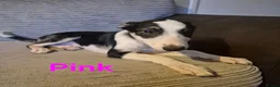 Border Collie dogs for sale: 4 Border Collie Pups  in Swansea - Advert 10