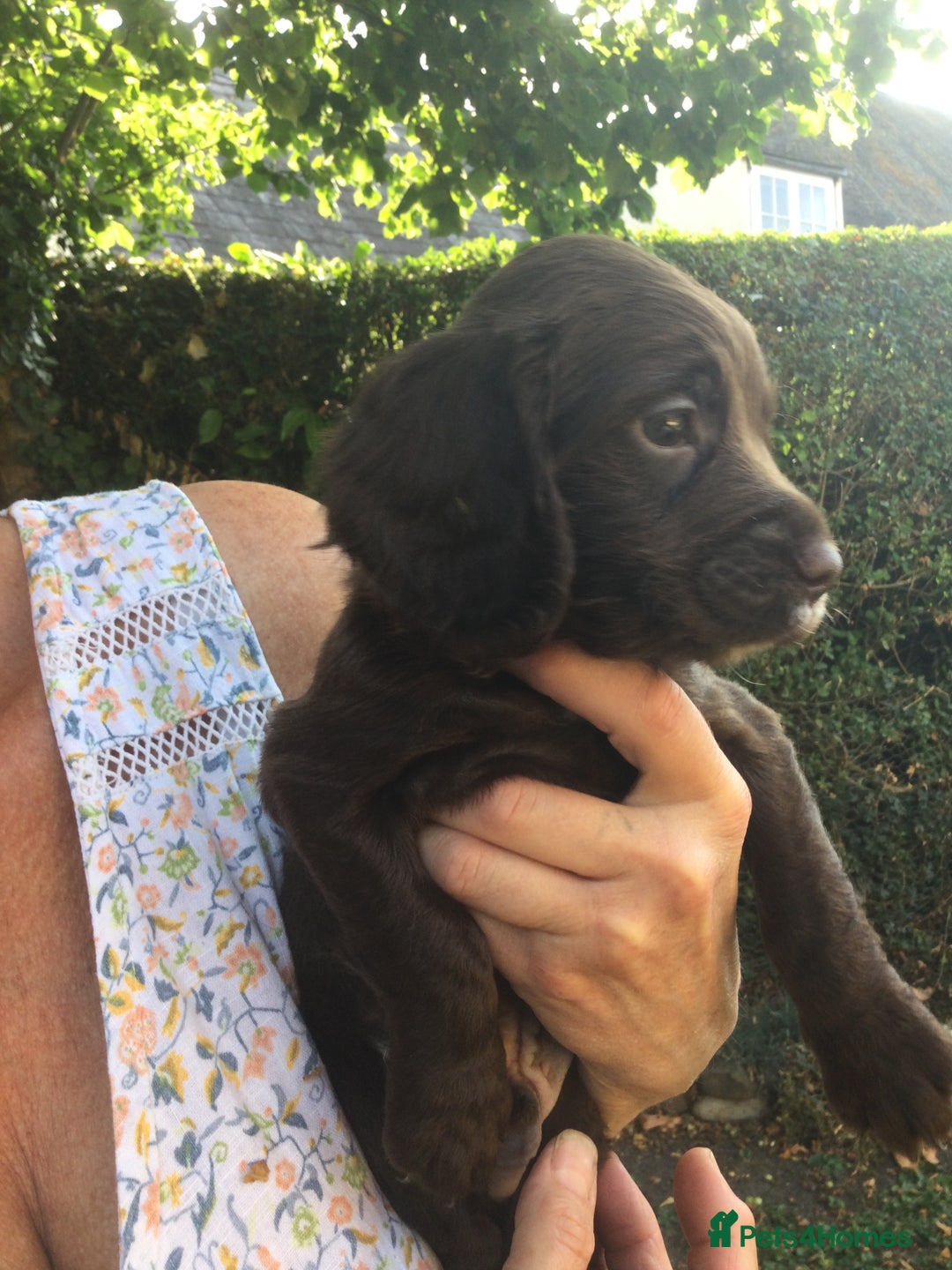 Cocker Spaniel dogs for sale: Working Cocker Spaniel Pups - Image 5