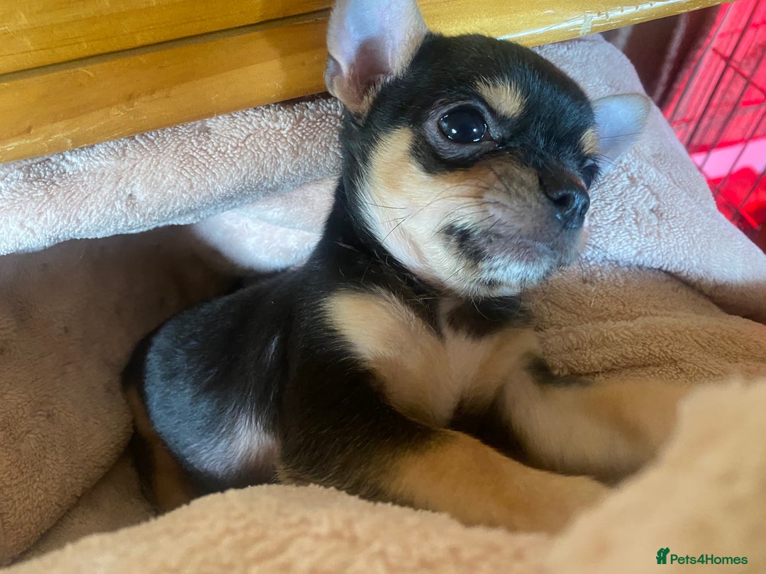 Chorkie dogs for sale: Chorkies - Advert 2