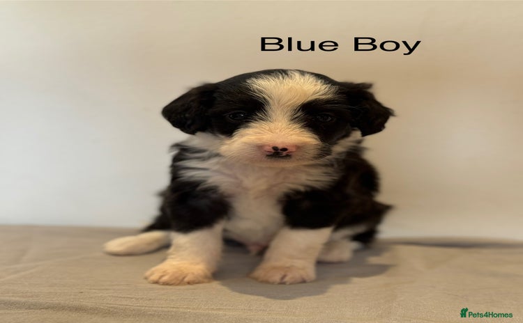 Mixed Breed dogs - Advert 4