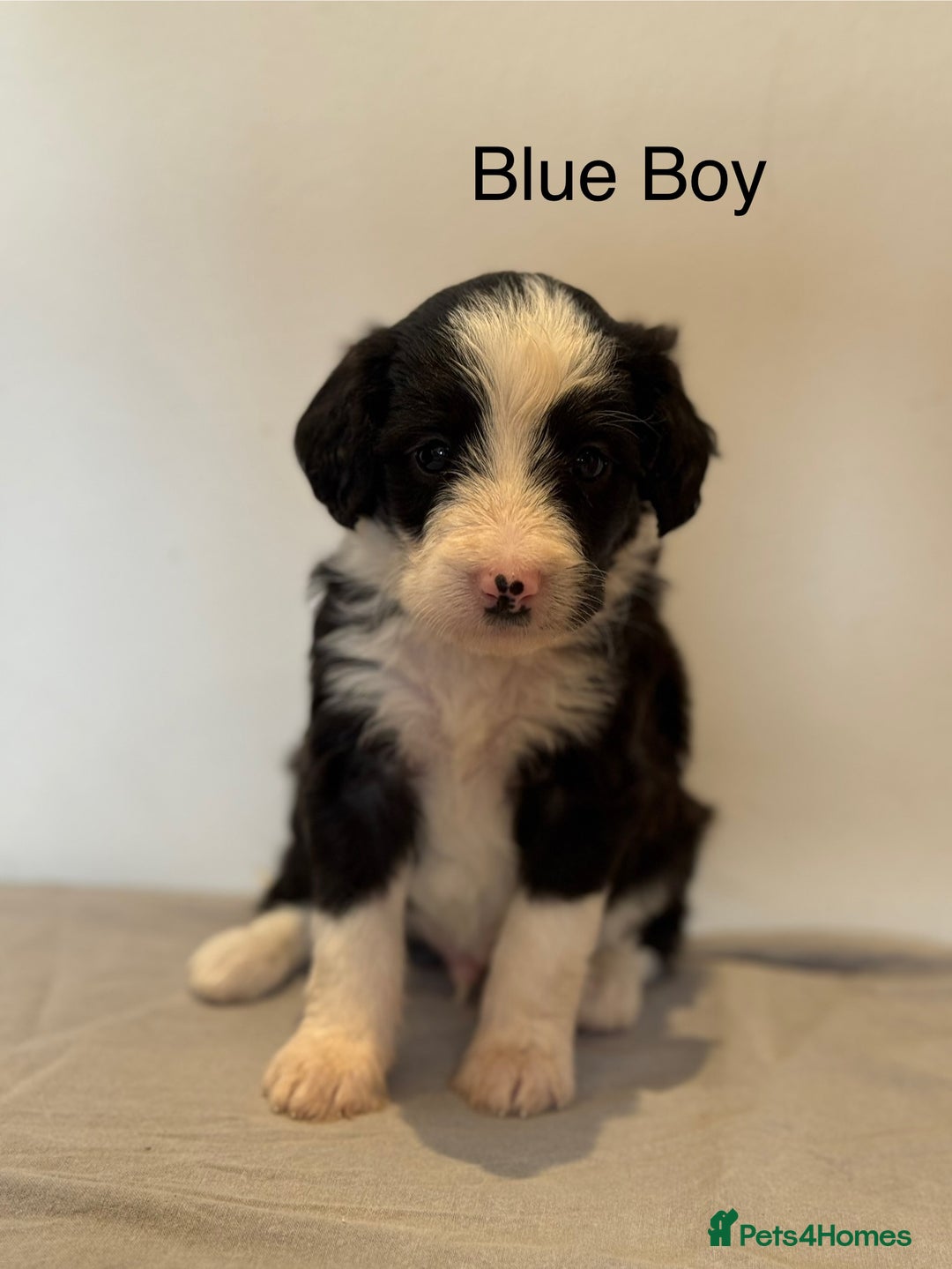 Mixed Breed dogs for sale: Stunning litter of Welsh Collie X Toy Poodle - Image 1