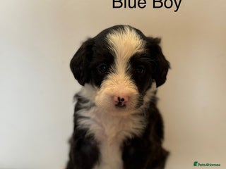 Mixed Breed dogs - Advert 21