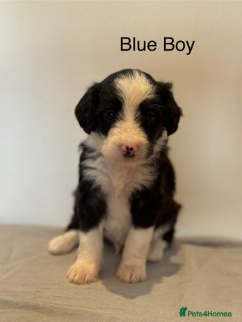 Mixed Breed dogs - Advert 2