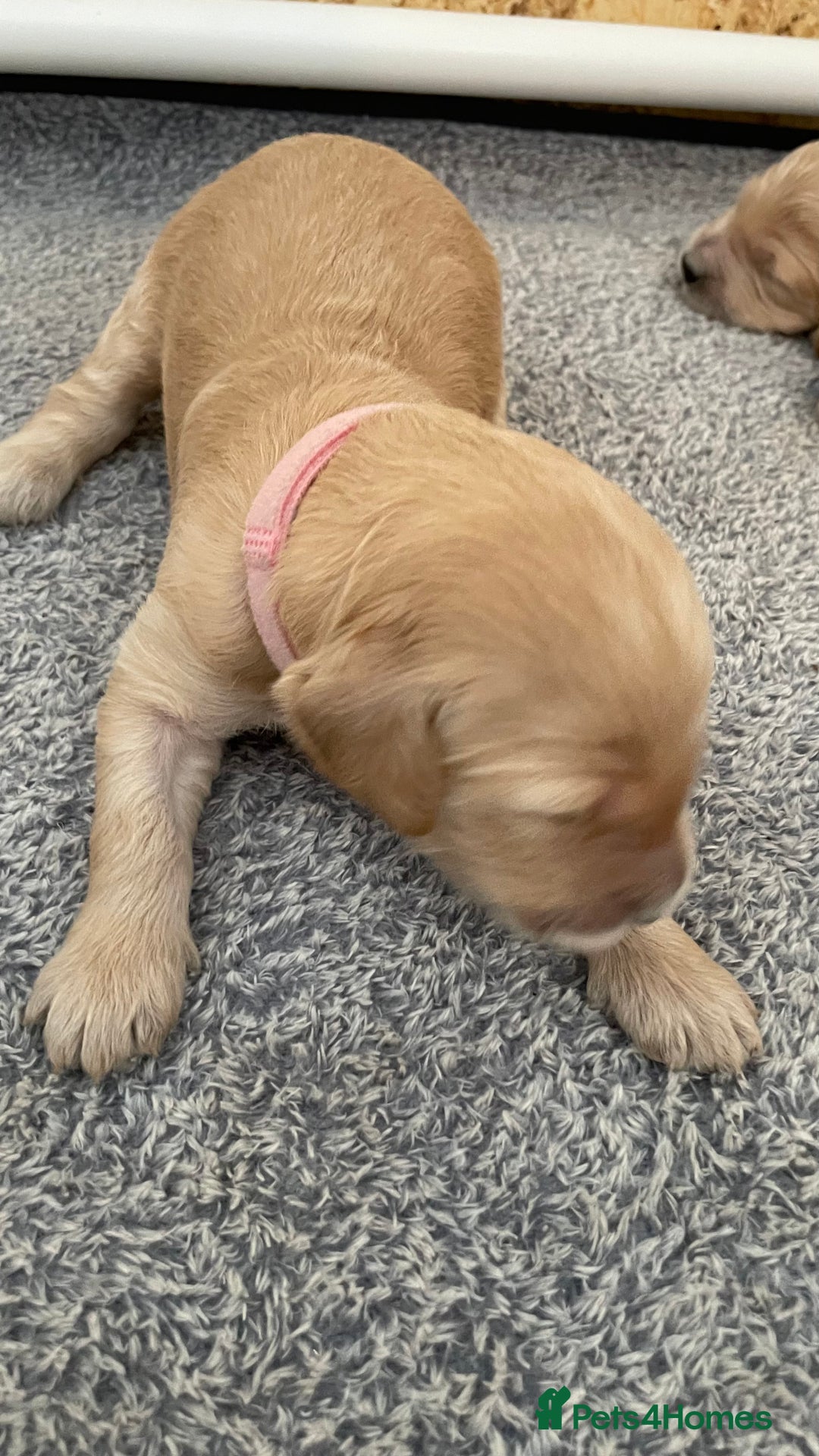Goldendoodle dogs for sale: F1b Goldendoodles available for reservation - Image 3
