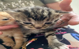 Domestic Shorthair cats for sale: 2 beautiful, playful kittens for sale  - Image 5