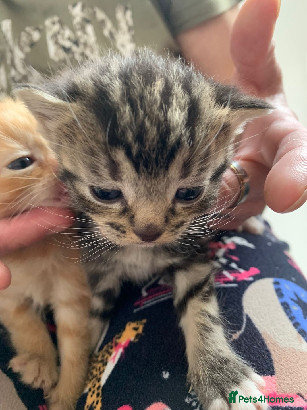 Domestic Shorthair cats for sale: 2 beautiful, playful kittens for sale  - Image 5