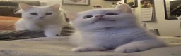British Shorthair cats for sale: Bundles of fluff - Advert 22