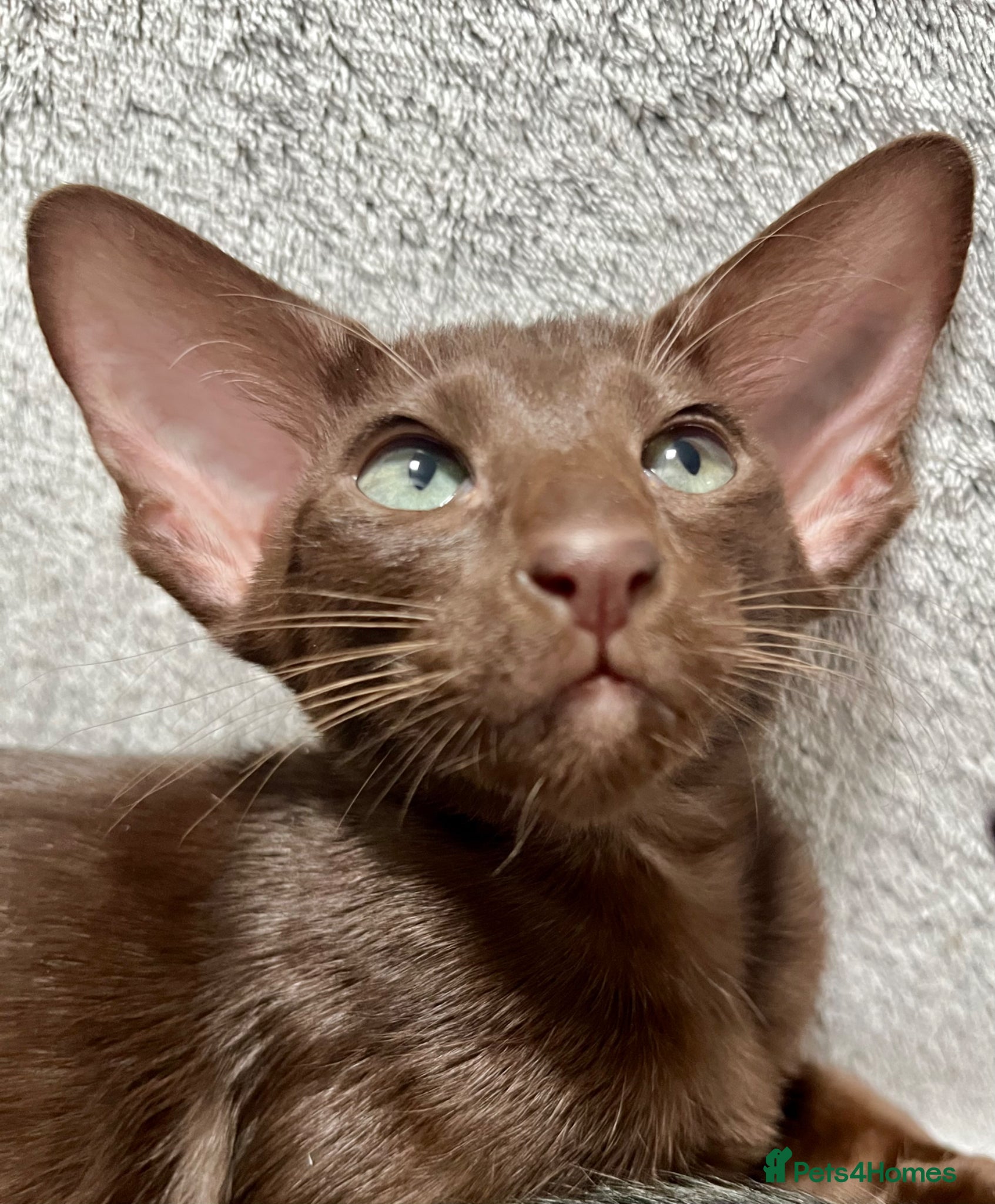 Oriental cats for sale: Supreme pedigree GCCF registered oriental kittens - Advert 15