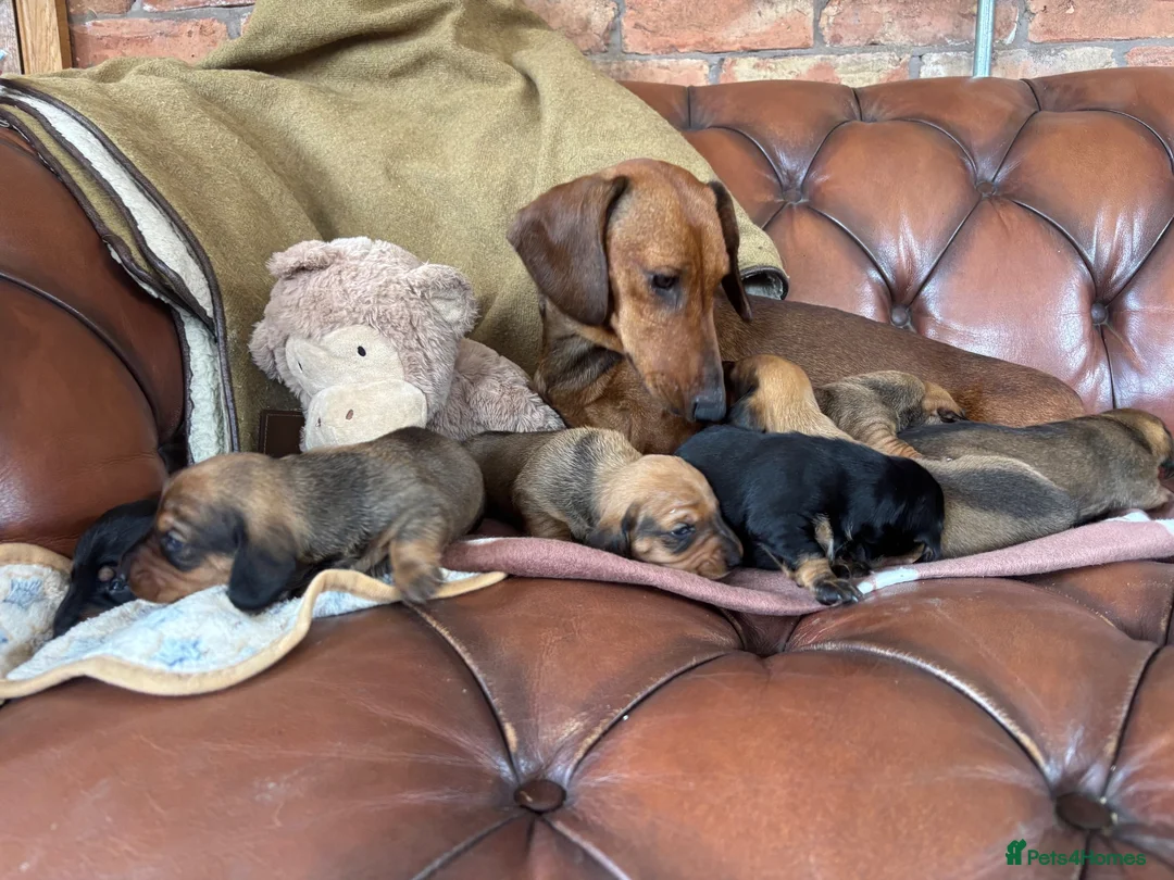 Dachshund dogs for sale: KC Registered Standard Dachshunds  - Advert 1