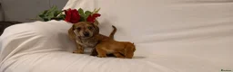 Miniature Dachshund dogs for sale: Stunning rare red brindle little girl kc reg  - Advert 11