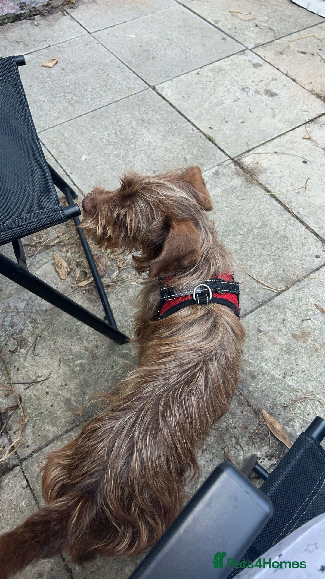 Mixed Breed dogs for sale: New home needed for Lola - Image 2